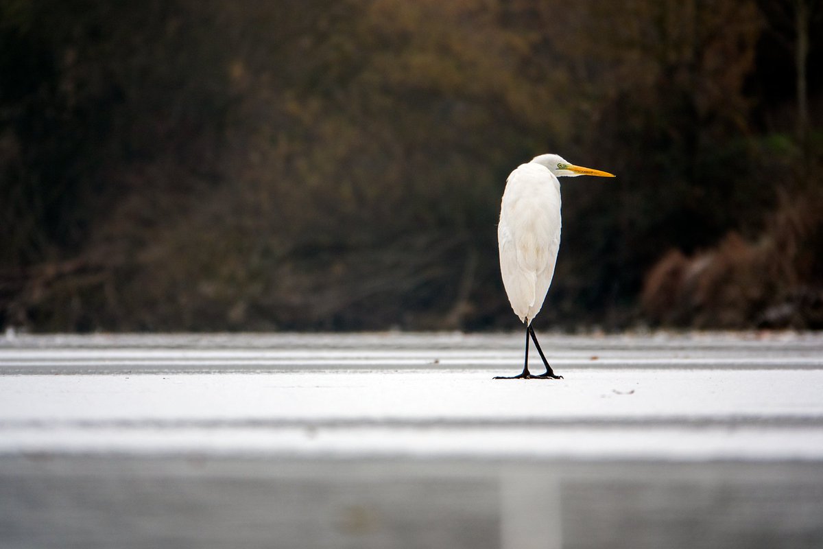 RT @nicodelort: ridiculous shape for a bird, unrealistic, im sorry https://t.co/NY4JK5aluO