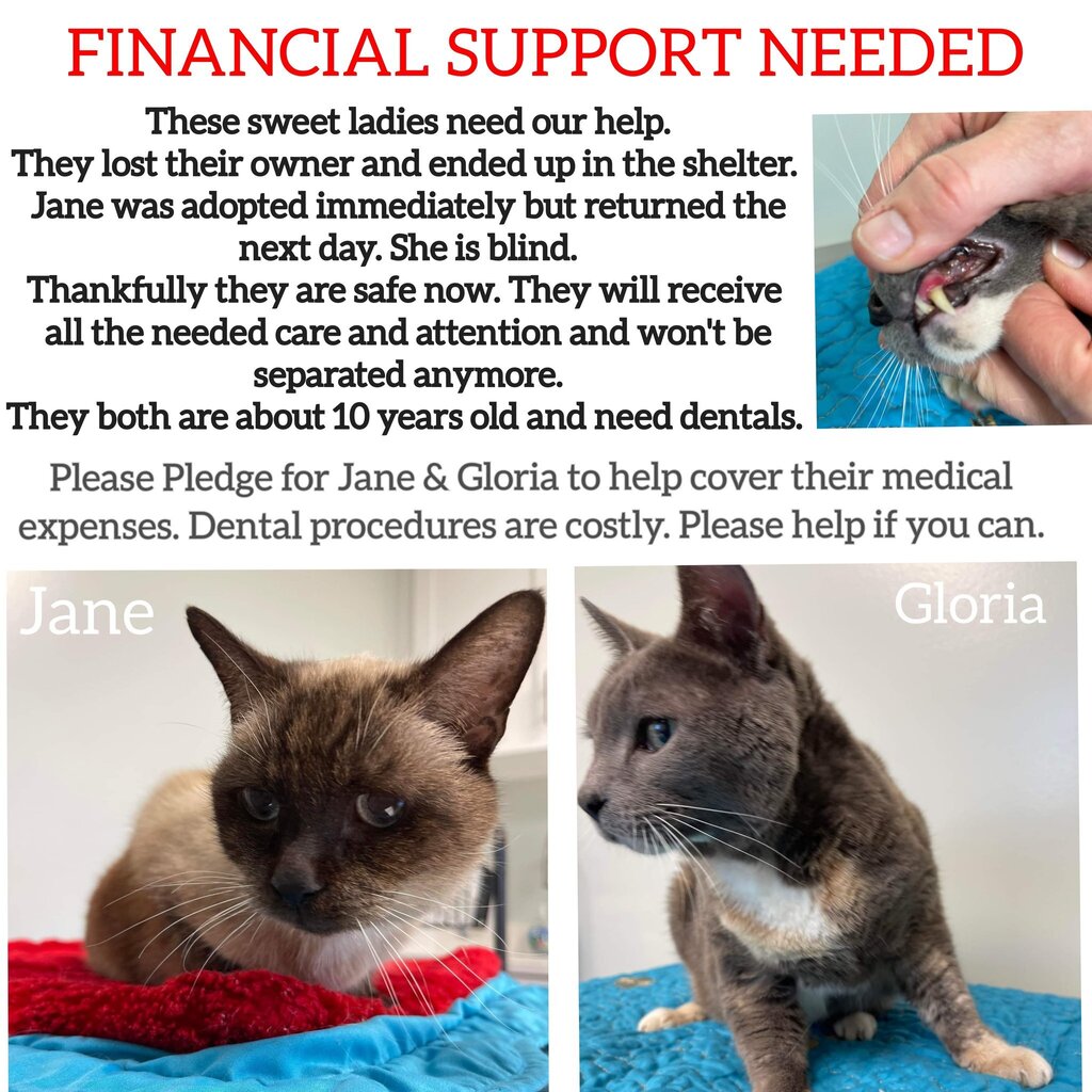 cobbkitties's tweet photo. 💗 HELP NEEDED 💗

These senior ladies are asking for some financial support. They need Pledges to help cover their dentals. https://t.co/JTVsDFYIhI https://t.co/7I7RdbUKLr