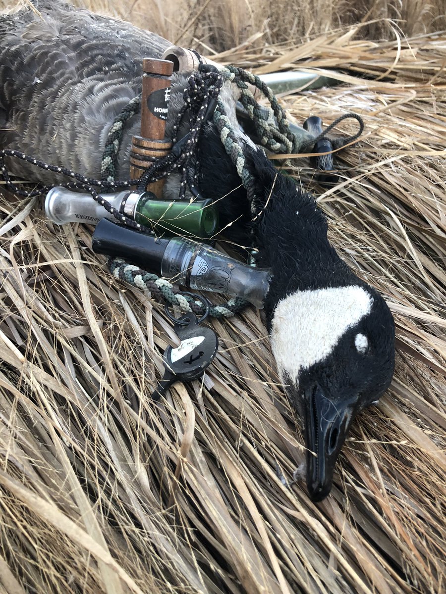 SJShooters's tweet photo. Was able to shoot a Canada Goose this morning!! #southjerseyshooters #sjshooters #higdonoutdoors #patternmaster #patternmastergoose #codeblackstack #hevisteel #honkers #sjducksunlimited #goose #canadagoose #canadagoosehunting #honkers #honkerhunt https://t.co/sbbTJrLFzK