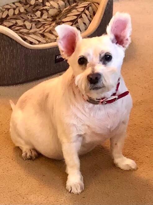 MarshaGigi's tweet photo. @DaysOfOurDodger Lola crossed the rainbow 🌈 bridge on 01/21/22. https://t.co/ppFZ9md68f