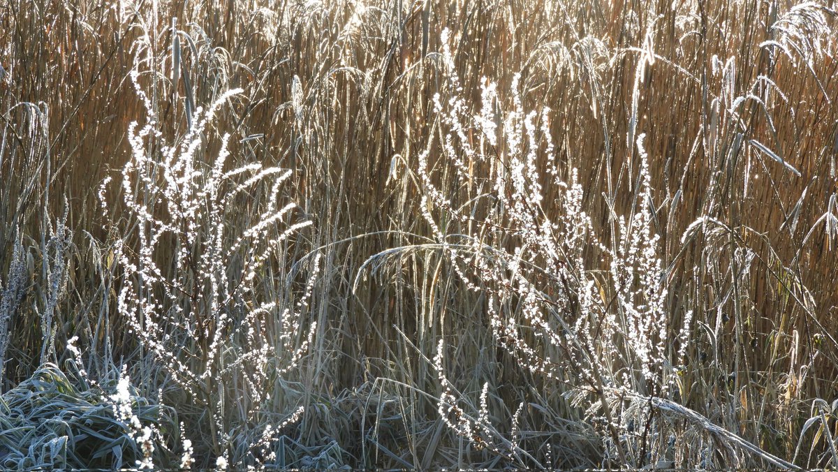 klaaswillemb's tweet photo. Nog wat winterpracht uit eigen land voordat we (vanaf maandag) overschakelen naar onvervalst herfstweer bij 10° C en (veel) regen #easterskar #WinterWeather #NaturePhotography https://t.co/U68LZYzqDg