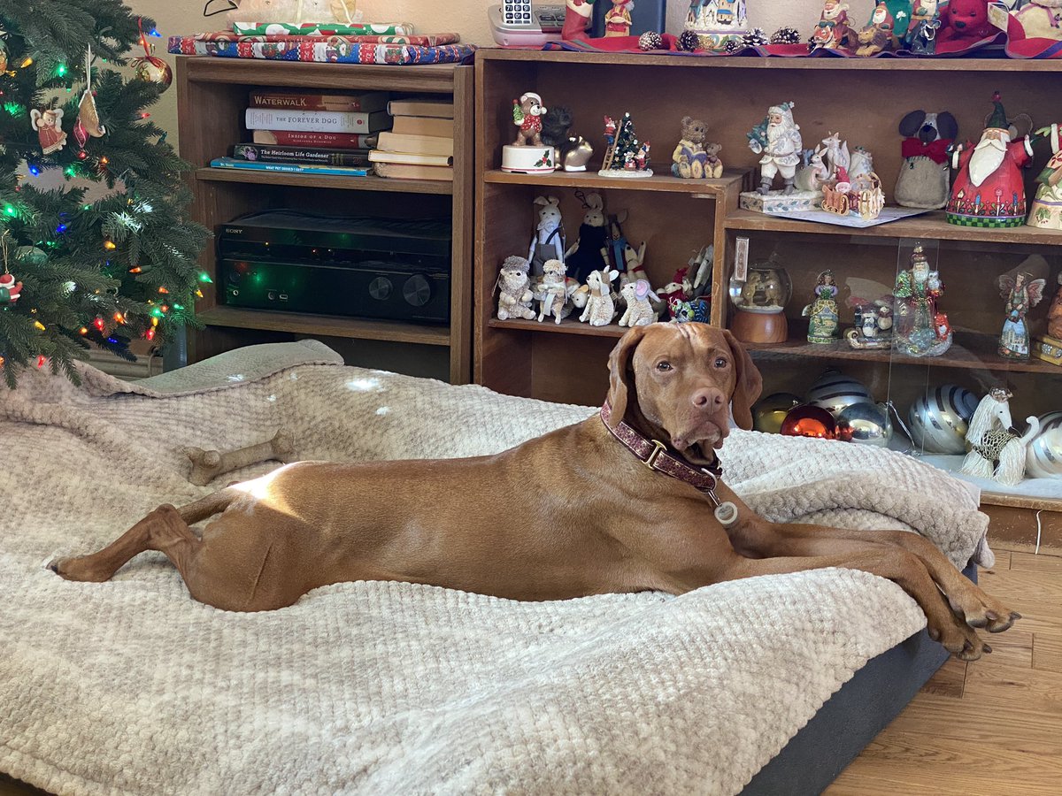 I can’t decide about the holiday décor around here.  But the smells are amazing!
#dogsoftwitter #DogsofTwittter #dogs #Vizsla