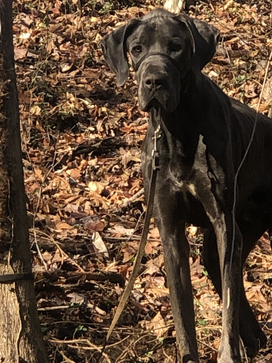 MaullyShah's tweet photo. #whatswrongwithpeople #animalcruelty #animalrescue I found this young,emaciated, dehydrated, scared beauty @GreatDaneRescue tied to a tree in the woods along #ForbiddenDrive in #WissahickonCreek . Thank You @ACCTPhilly for prioritizing the rescue.@PSPCA @PhillyInquirer https://t.co/d74fhcnlDu