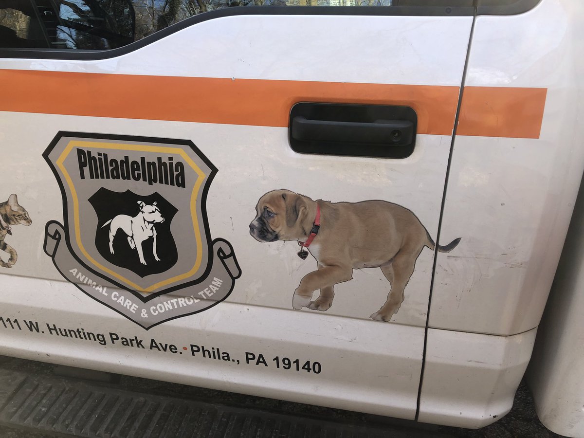 MaullyShah's tweet photo. #whatswrongwithpeople #animalcruelty #animalrescue I found this young,emaciated, dehydrated, scared beauty @GreatDaneRescue tied to a tree in the woods along #ForbiddenDrive in #WissahickonCreek . Thank You @ACCTPhilly for prioritizing the rescue.@PSPCA @PhillyInquirer https://t.co/d74fhcnlDu