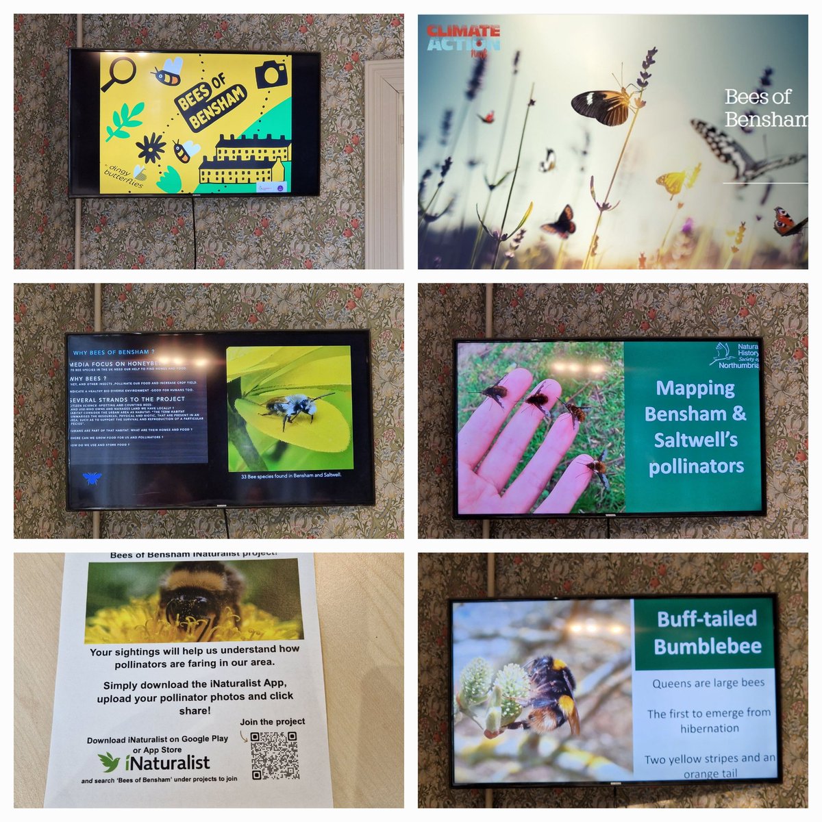 ClimateActionNE's tweet photo. Brilliant session today with the #BeesOfBensham project partners. Thank you @DingyButt @pmnogue @bumble_being for such a great event. Very excited to be part of such a fantastic project and looking forward to 2023! π#beewilding #bees #pollinatorparks #globalwilders @SharonEnv1 https://t.co/dwQ9YRomI6