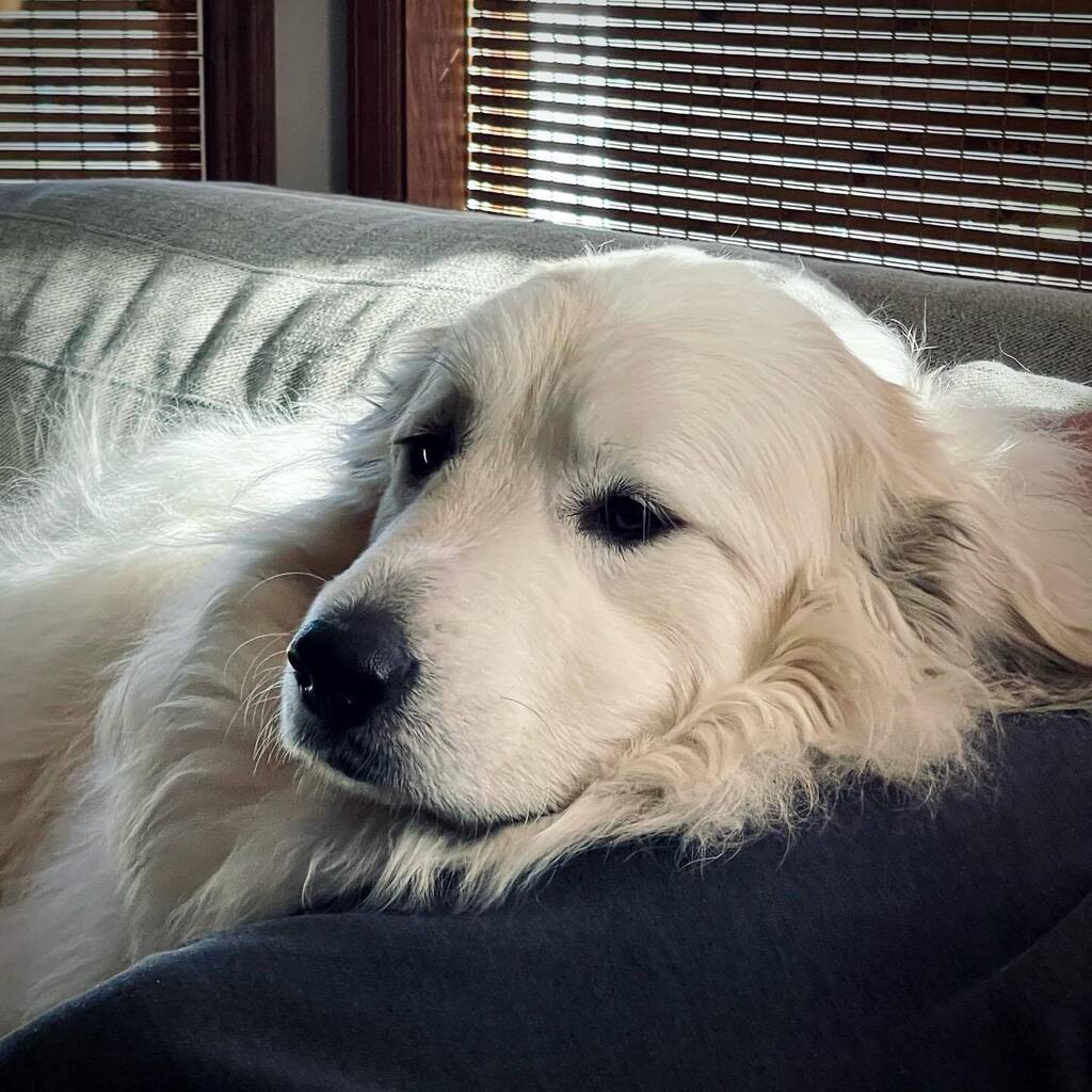 shannon weber tweet media