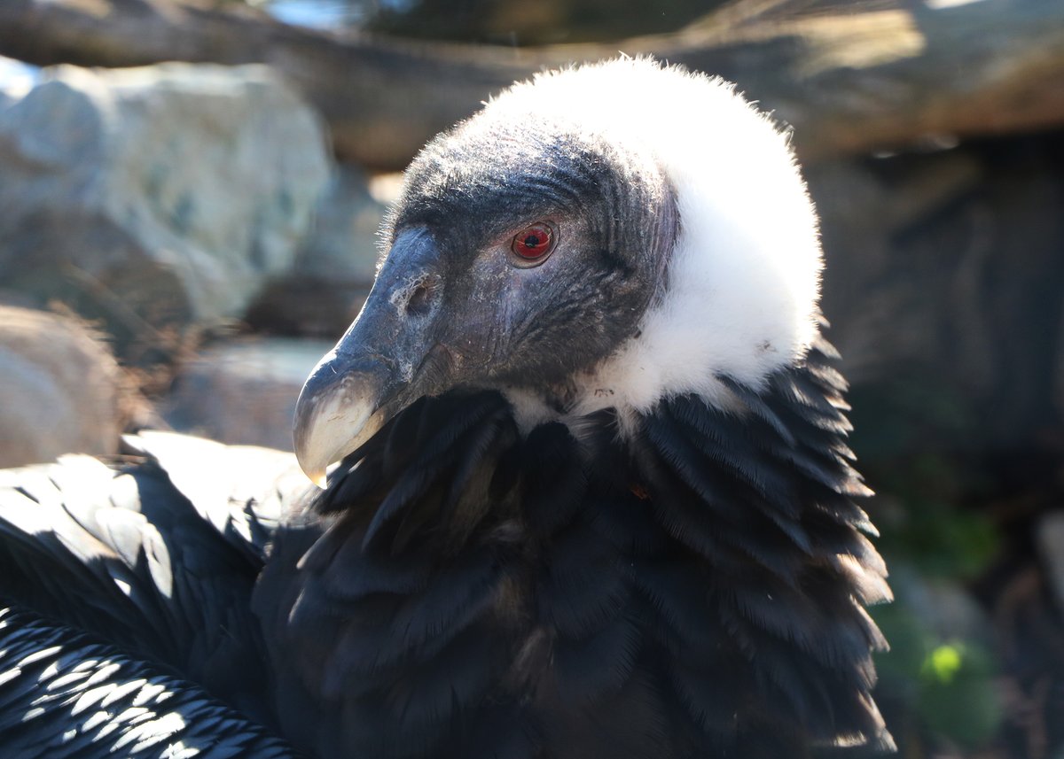 zoonewengland's tweet photo. With a wingspan of 10 ft and weighing up to 25 lbs, Andean #condors are among the world's largest and heaviest birds. See them up close in #FPZoo's newly renovated historic #bird habitat—now called Raptor Ridge! More details in this week's #ZooToYou: https://t.co/liQihvAgED https://t.co/huNBi6tXhS