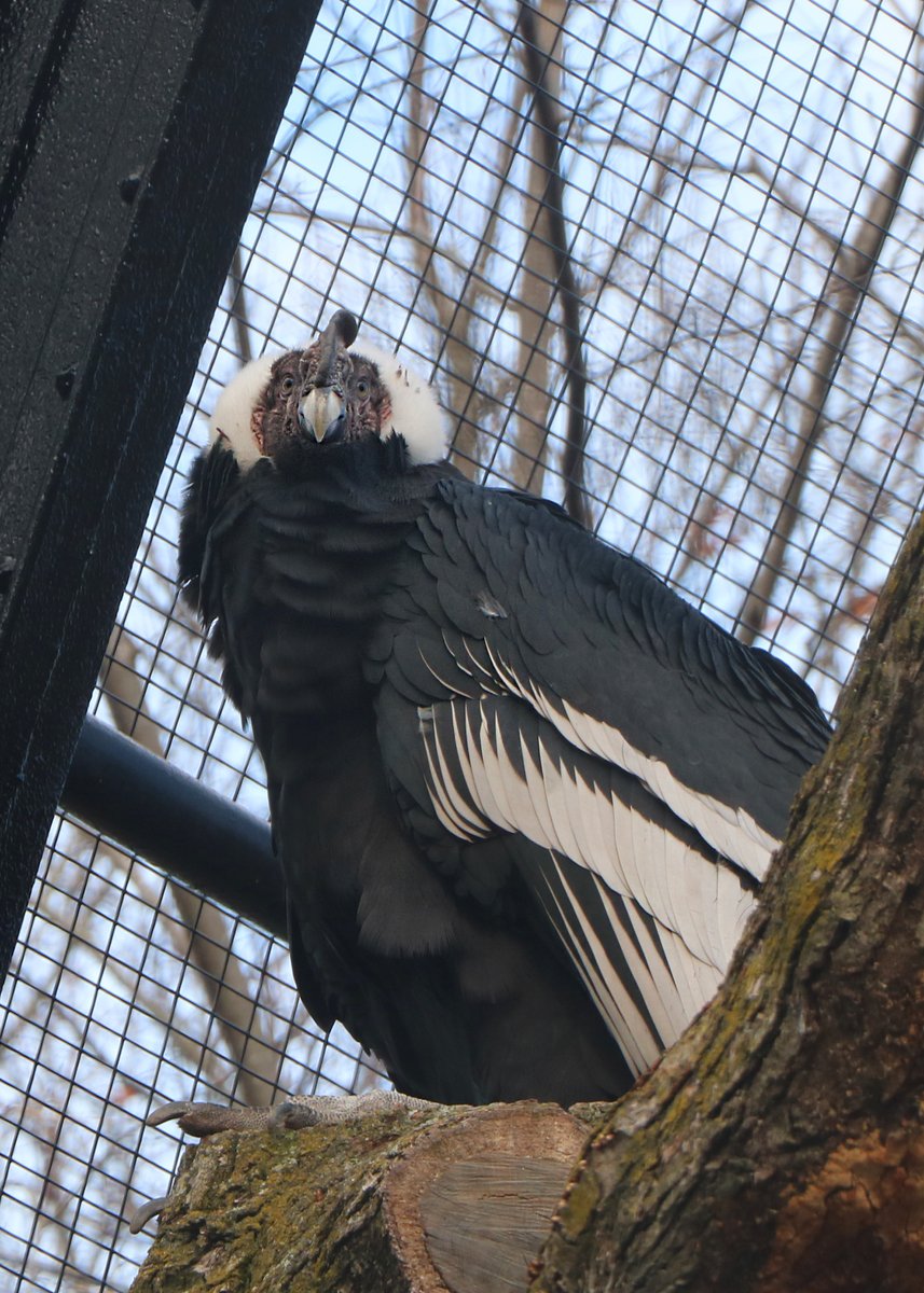 zoonewengland's tweet photo. With a wingspan of 10 ft and weighing up to 25 lbs, Andean #condors are among the world's largest and heaviest birds. See them up close in #FPZoo's newly renovated historic #bird habitat—now called Raptor Ridge! More details in this week's #ZooToYou: https://t.co/liQihvAgED https://t.co/huNBi6tXhS