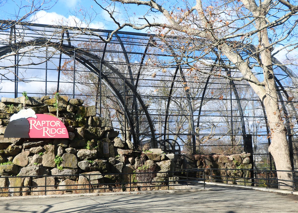 zoonewengland's tweet photo. With a wingspan of 10 ft and weighing up to 25 lbs, Andean #condors are among the world's largest and heaviest birds. See them up close in #FPZoo's newly renovated historic #bird habitat—now called Raptor Ridge! More details in this week's #ZooToYou: https://t.co/liQihvAgED https://t.co/huNBi6tXhS