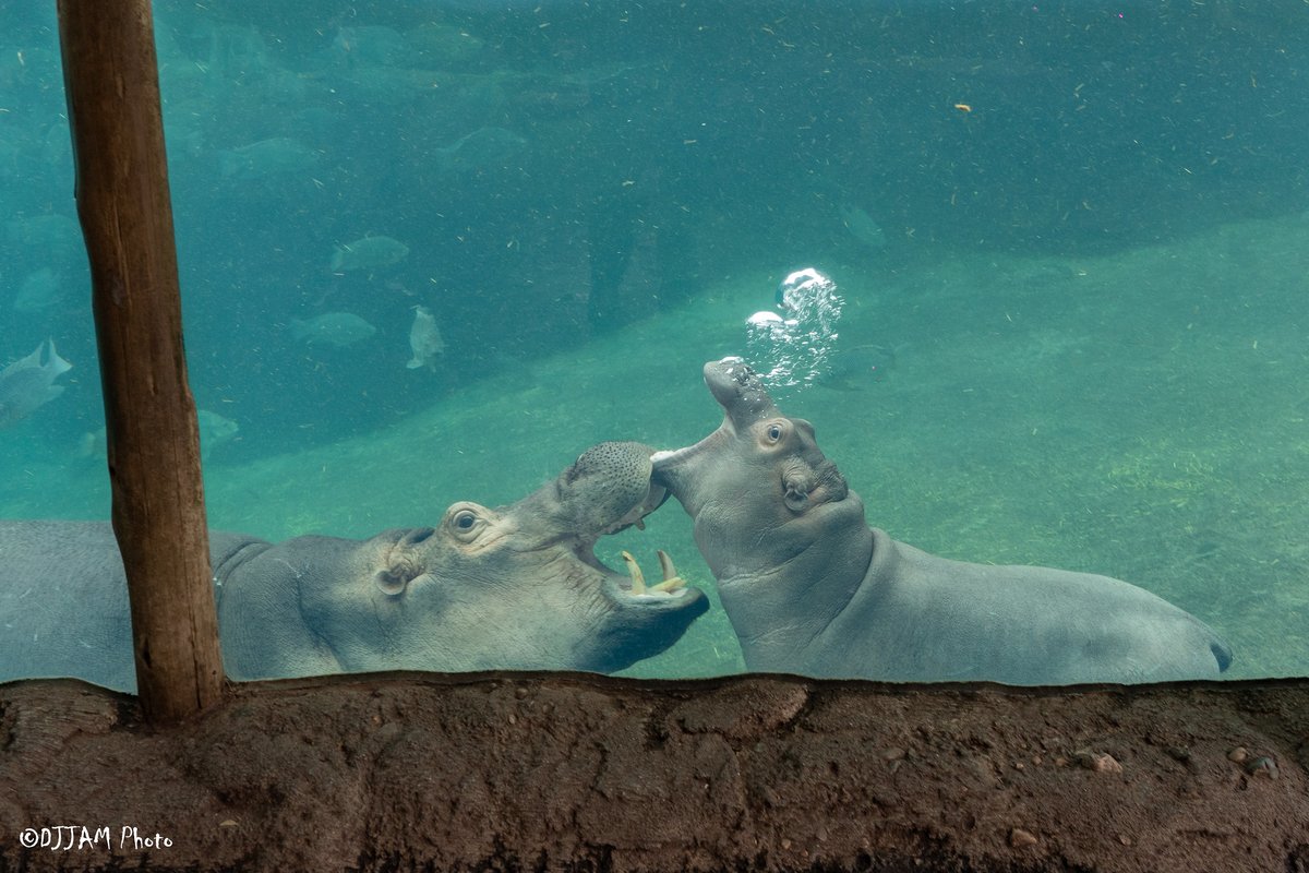 Hippos use their mouths to play, show affection, give warnings, &amp; explore their world. Open-mouth interactions = normal hippo behavior!