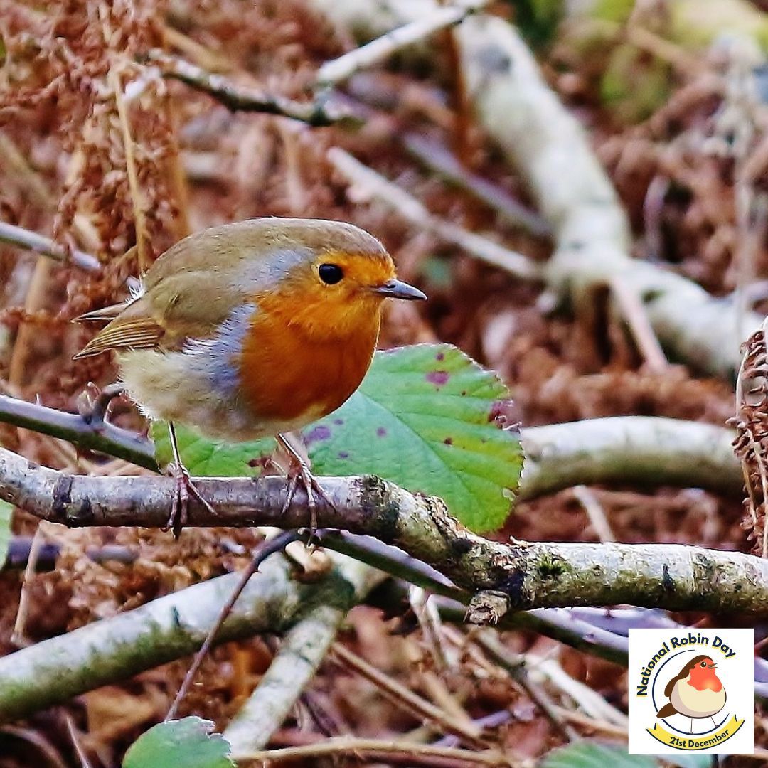 🐦Like us, our garden birds birds need shelter in cold snaps to keep warm. 🌲Discover top tips for helping your garden birds survive winter on our website songbirdsos.org/national-robin…
#NationalRobinDay #NRD #Robin #RubysHeroes #Birds