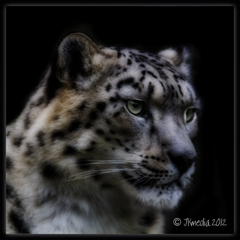 flickrsneps's tweet photo. #snowleopard #ユキヒョウ
https://t.co/dJkcPIccQj https://t.co/Q1QjBJH1i4