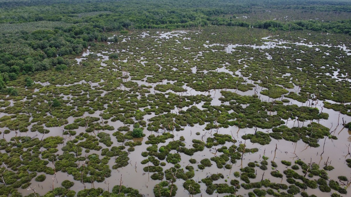 We want to congratulate the Village Forest Management Agency of Mengkalang Jambu Village in Kubu Raya for their hard work in planting 100,000 red and white mangrove seedlings this past week. 

ow.ly/3LJQ50M6lTl