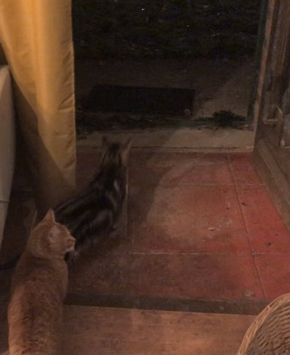 JohnnySpacey2's tweet photo. This A.M. I let the best dog out & went for a shit. When I returned to the kitchen I found the #CookingFat AND his GF standing by the cat flap unable to leave because the dog was on the other side, I had to let them out the front. He’s having her for sleepovers now! The slag! https://t.co/omaiXlosvz