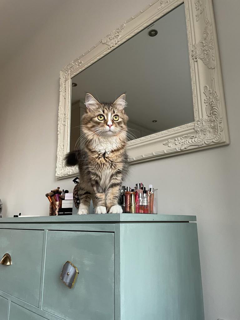 babasiberian's tweet photo. #Caturday #CatsLover 🐾 https://t.co/mWAHHej9VR