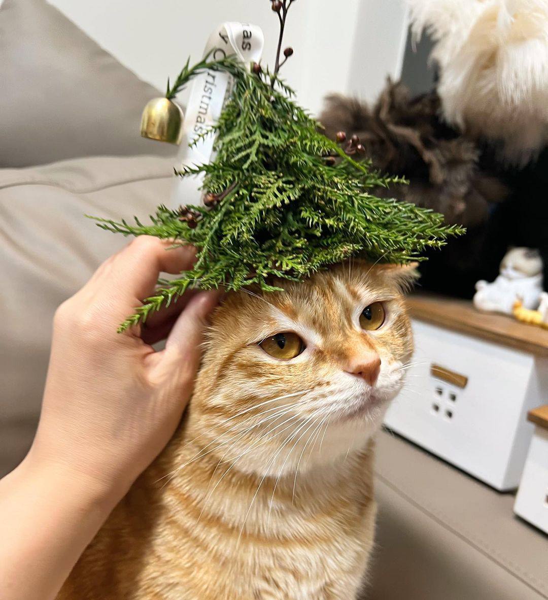 arbolito #gatos #cats #catlovers