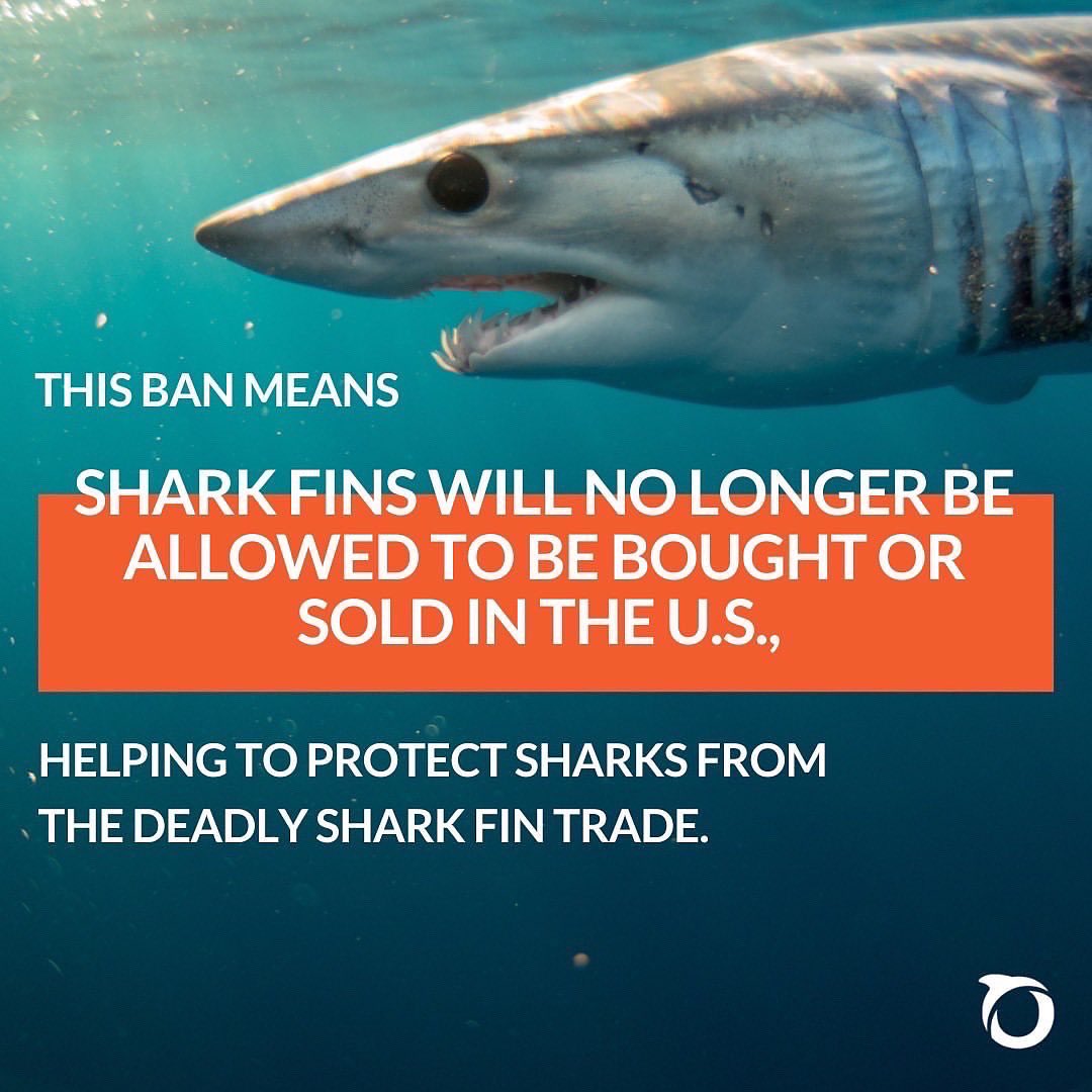 UdenCatherine's tweet photo. So excited that this bill is at the finish line! #finbannow https://t.co/osuQvPEW3Z https://t.co/zMC6bpjfft