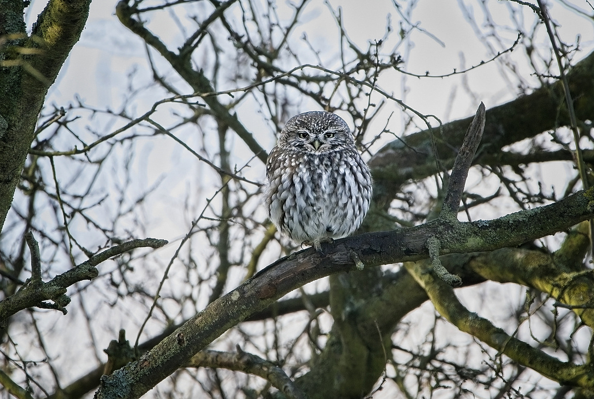 SheppeyWildlife's tweet photo. I found my garden owl in a tree all fluffed up against the cold. The female then called and he flew over to greet her. They then both bowed down putting the top of their heads against each other and stayed like that for 8 - 10 seconds. perhaps a way of showing affection. https://t.co/cyeTVSQ4FX