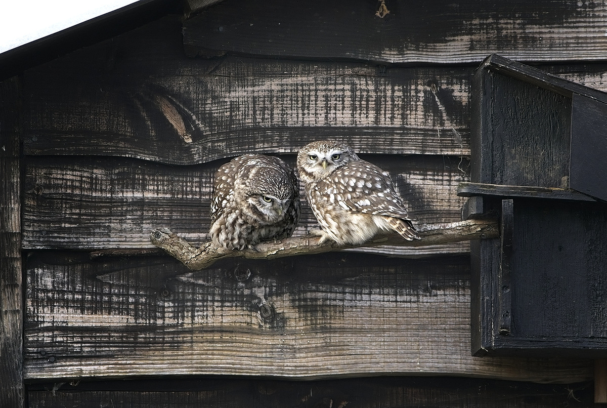 SheppeyWildlife's tweet photo. I found my garden owl in a tree all fluffed up against the cold. The female then called and he flew over to greet her. They then both bowed down putting the top of their heads against each other and stayed like that for 8 - 10 seconds. perhaps a way of showing affection. https://t.co/cyeTVSQ4FX