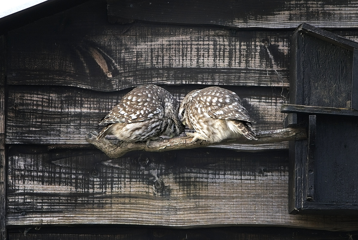 I found my garden owl in a tree all fluffed up against the cold. The female then called and he flew over to greet her. They then both bowed down putting the top of their heads against each other and stayed like that for 8 - 10 seconds. perhaps a way of showing affection.