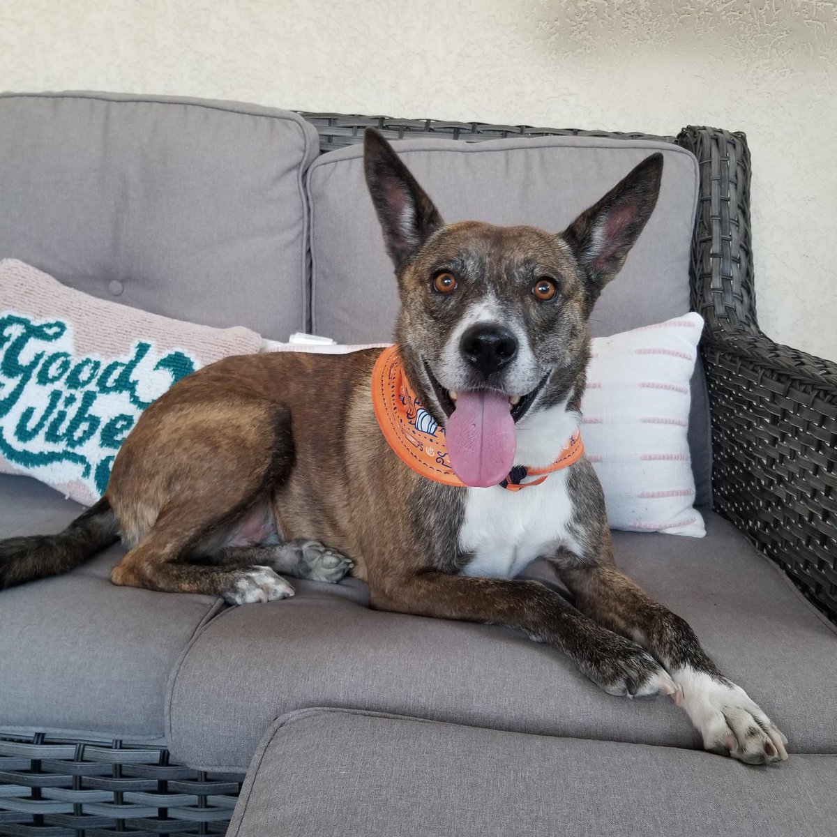 mosprinks's tweet photo. Gypsy appreciation post https://t.co/dT26dzIjiQ