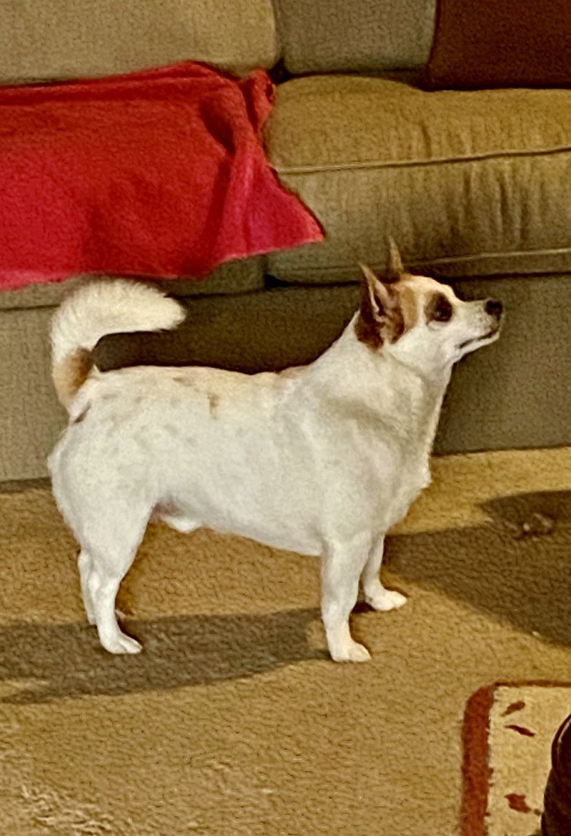 herbie43's tweet photo. @JoJoFromJerz Here’s Rollo, a 7-year old Jack Russell and Chihuahua mix. https://t.co/9ykpWNSbku