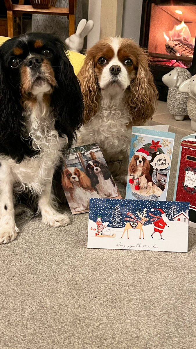 Thank you for our lovely cards <a href="/bolletaf/">Nathalie Soenen</a> <a href="/dolceSally/">Eros - RIP 😇 Sally 🎀</a> <a href="/harveybones/">Harvey 🩷💙🦴</a> <a href="/1965Owen/">Georgina owen 💙</a>  lots of love and Christmas hugs from us girls ☃️🤶🎅🎄🥰🥰🥰🥰