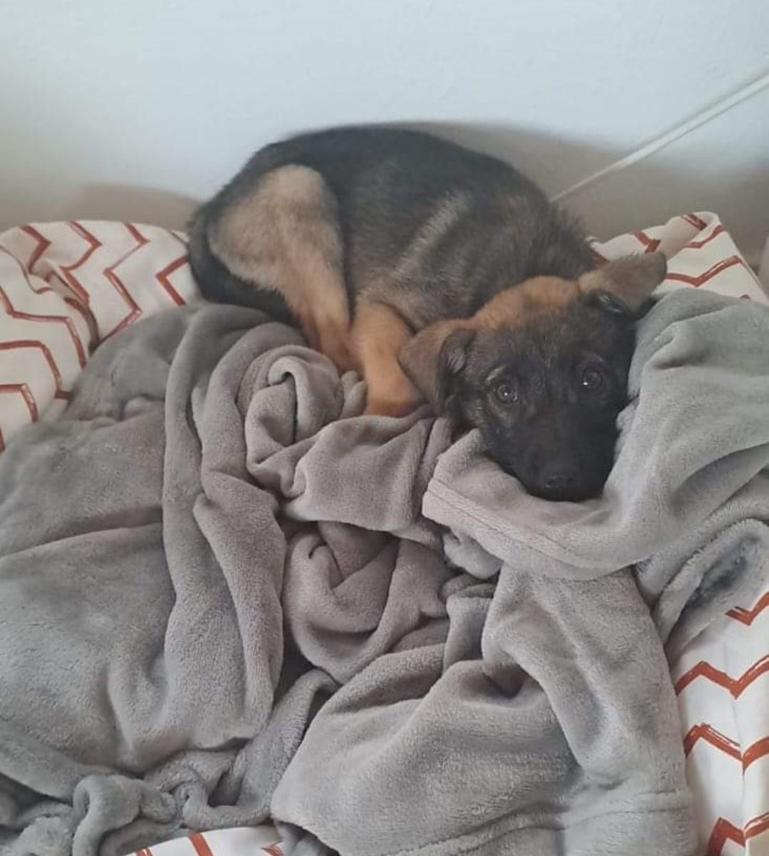 DogsRescueC's tweet photo. MEGAN NECESITA VUESTRA AYUDA
Tiene sólo 3 meses y "arteriosclerosis persistente", hay que operarla, pero no será posible sin vuestras donaciones ya que nuestros recursos económicos son muy limitados y este tipo de operaciones muy costosas. 
Os pedimos ayuda para q pueda vivir ❤️ https://t.co/0Pb8ol4HQT