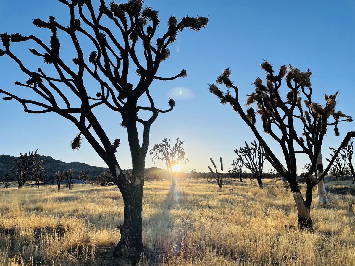 MarkOlalde's tweet image. I returned to Cima Dome yesterday to pay my respects for the first time since I watched its famous Joshua tree forest burn in 2020. @NatlParkService estimates 1.3 million Joshua trees died in the 43,273-acre wildfire.

Walking in the scorched forest, it felt like a graveyard.