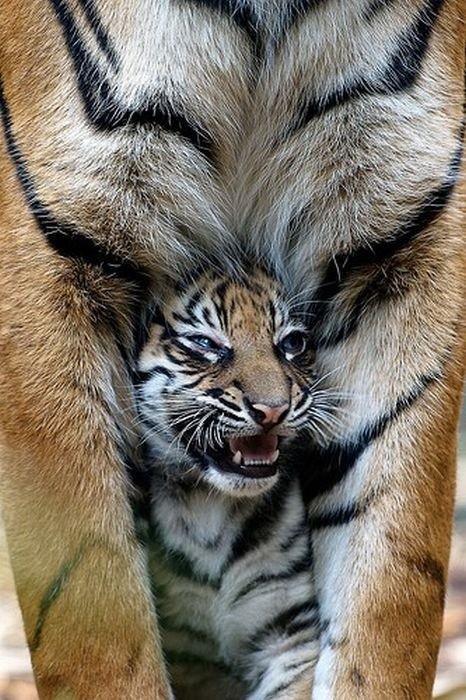 bellalilli161's tweet photo. Protective mommy โค๏ธ
#wildlifephotography
#love https://t.co/XNYXSvDkjc