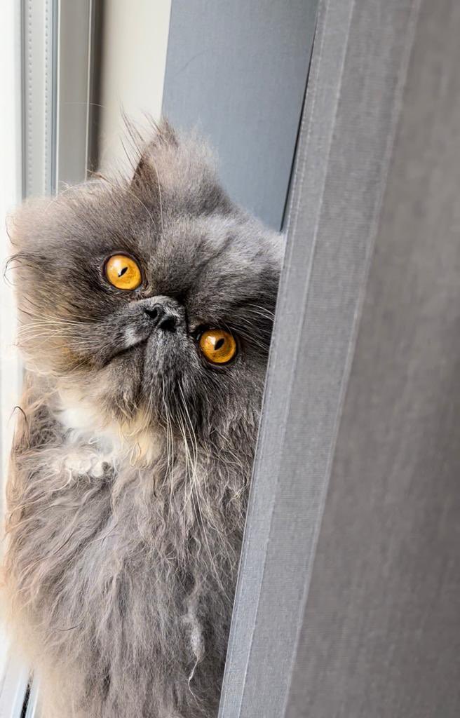 PThepersian's tweet photo. Happy Caturday 😺#cats #CatsOnTwitter #catsofinstagram https://t.co/PWVHv6DEAe