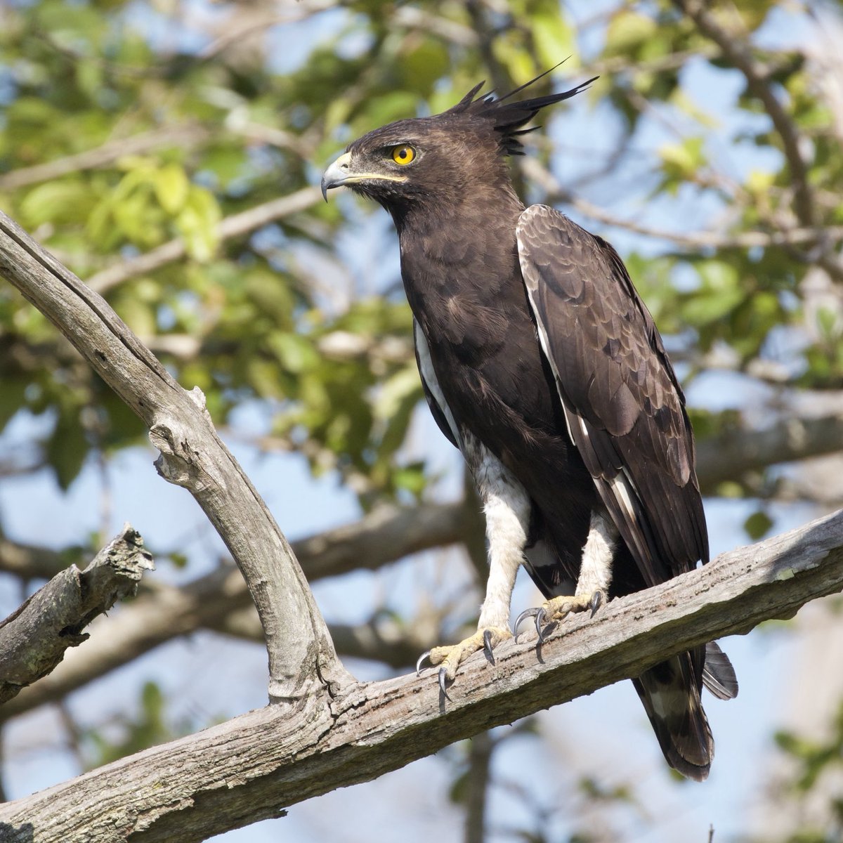 patrroll's tweet photo. Long-crested Eagle @ Western Shores, St Lucia, KZN, South Africa - 1 January 2022 #birdphotography #raptors #birdwatching https://t.co/Nup3EO46zy