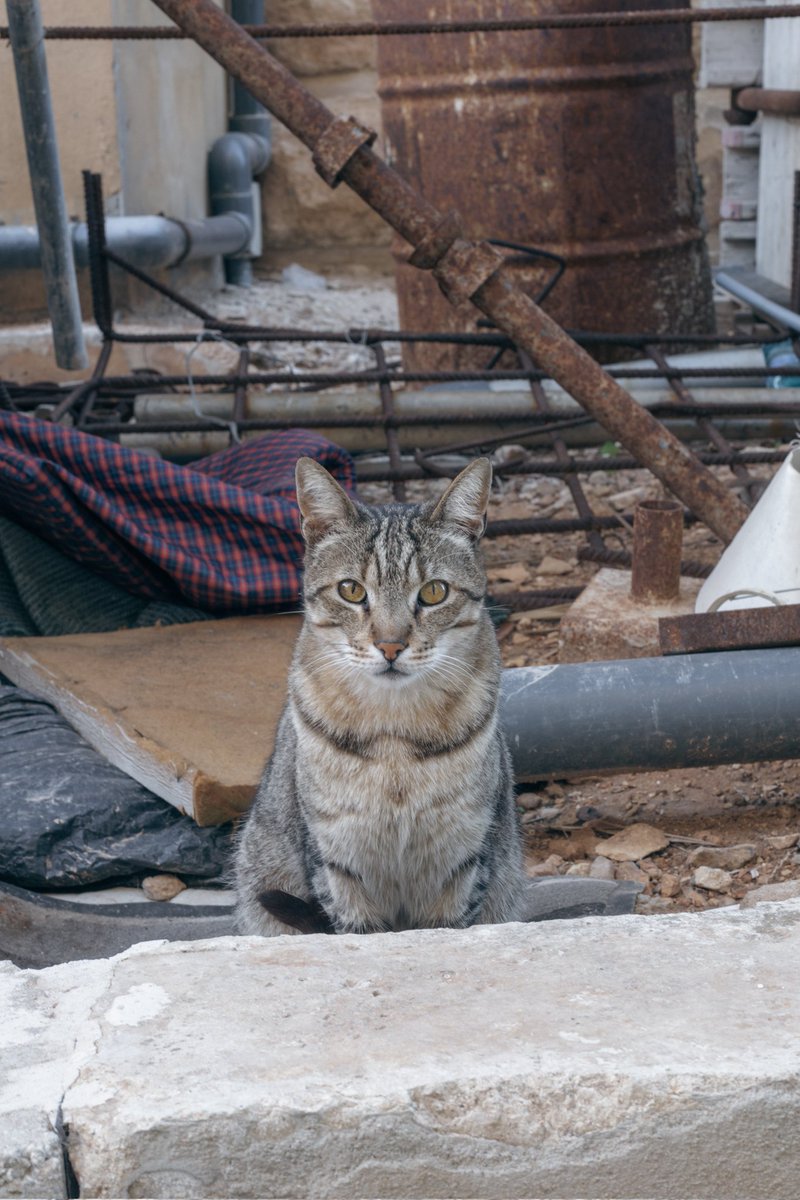 lexxiewithluv's tweet photo. Cats cats cats #Malta #photography https://t.co/kvMEXI8CcE