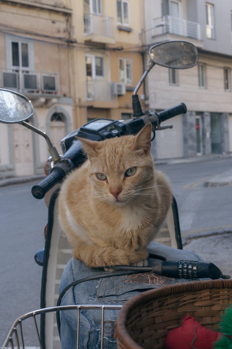 lexxiewithluv's tweet photo. Cats cats cats #Malta #photography https://t.co/kvMEXI8CcE