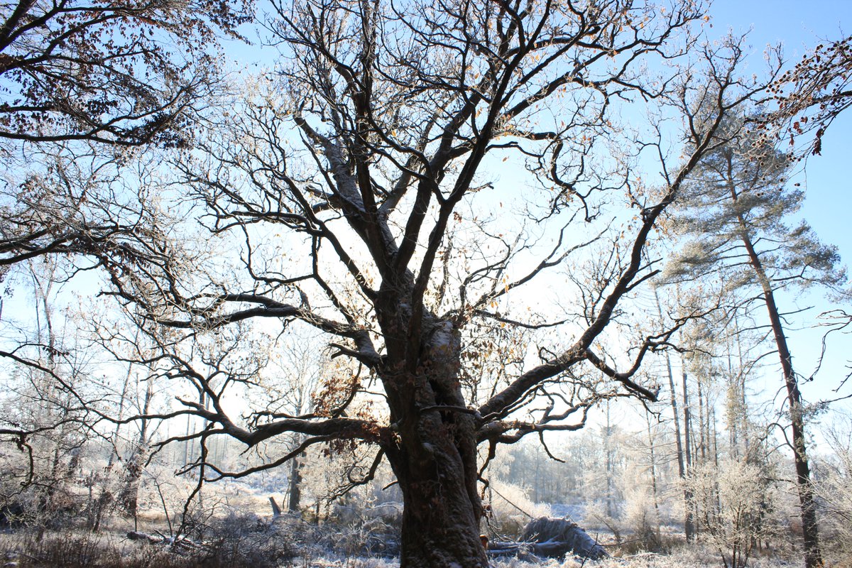 Myzelika tweet media