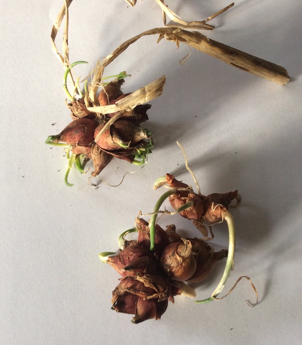 Scott Ecological Fund tweet media