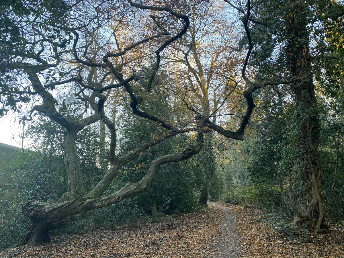 My walk to work on Thursday took me through a slightly different route, down  at the bottom of Holywells park is the twisty tree. I love this one too.