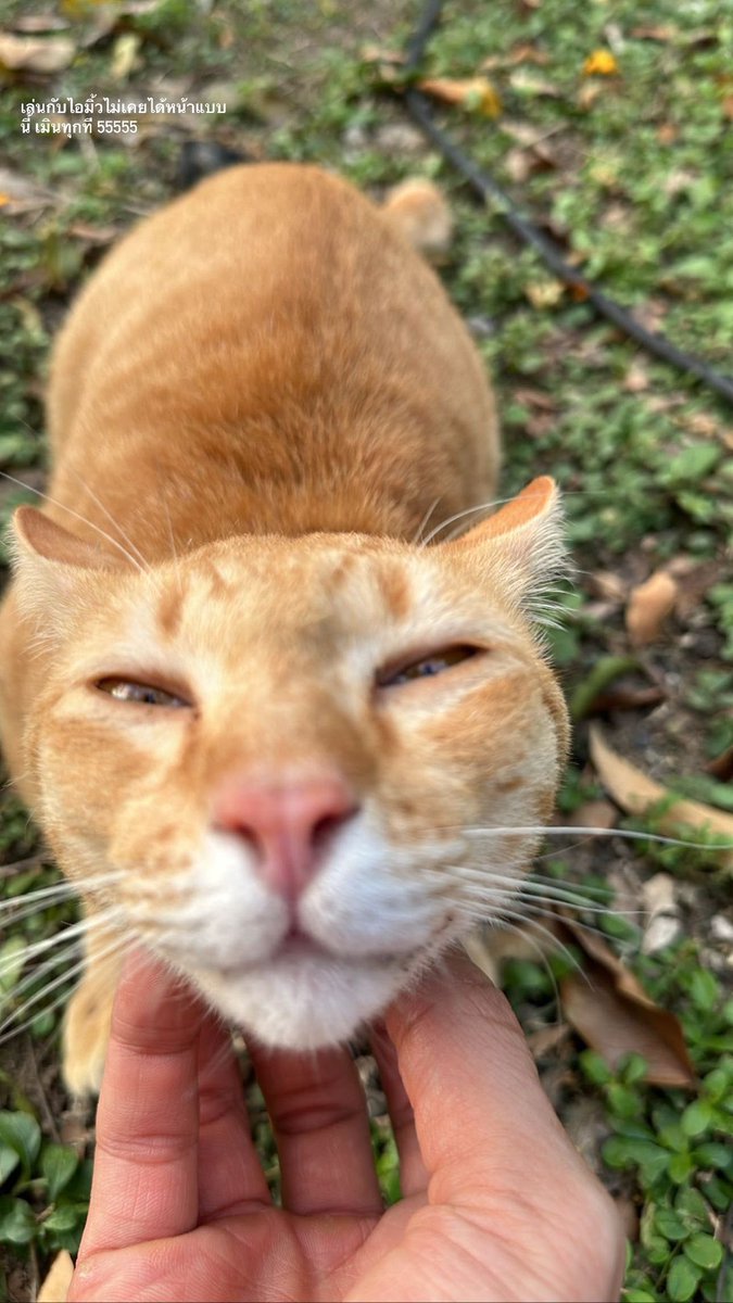 Evelyn088919964's tweet image. 17/12/22|  @Nnattawin1 IG story

    "I've never been able to get a face like this when playing with Aimee. I ignore it every time, haha."

#Nnattawin #apocolleagues #MileApo #มายอาโป