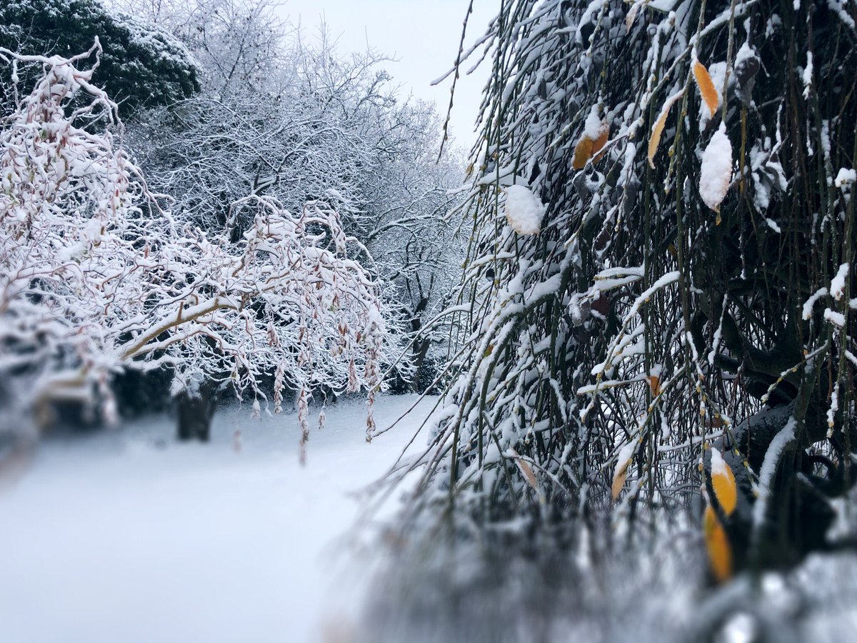 janakuehle's tweet photo. Leise kriselt der Schnee. Durchs Weiß stapfen, Nachsinnen über das Verschwinden einer Jahreszeit, die mit dem Klimawandel noch flüchtiger geworden ist. Bis zu fünf Stunden kann es dauern, bis eine Flocke nach ihrer Entstehung den Boden berührt. #Klimawandel, #ClimateActionNow https://t.co/7mGn0Zh8Vn