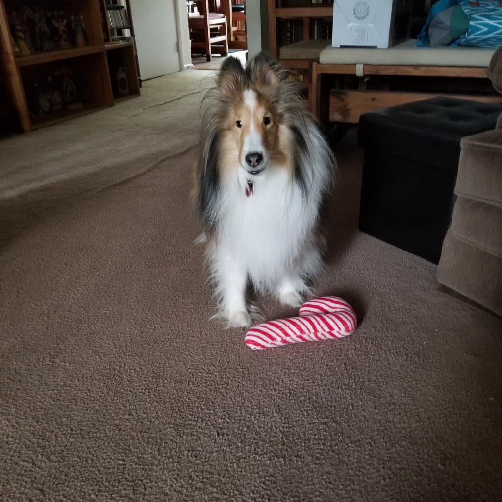 grichl's tweet photo. @pupsclub Pippa insists that this peppermint candy cane chewtoy is worth a whitelist spot.

I talked her down from saying it's worth a whole @pupsclub NFT. That was a hard convo to have because she thinks this toy could easily pay for a house or two. https://t.co/vAMzywPLeh