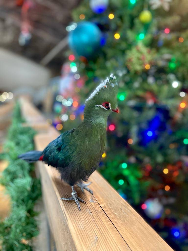 Bearizona on Twitter "Clash is ready to get in the holiday spirit! But