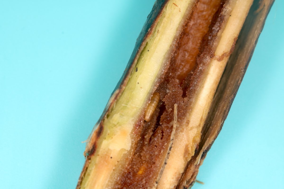 Mr_foxall's tweet photo. @AgromyzidaeRS Could I have found Melanagromyza galegae in Shropshire? Stem miner in goat's rue. 2 pupae present. It looks possible to me (posterior spiracles virtually adjoining, each with a central horn) but it's a long way west from the other records to date. Thanks, Simon https://t.co/bEMpAsrv8V