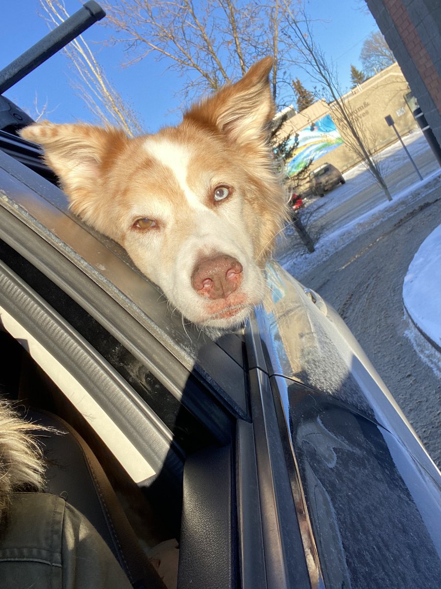 AluminiumLining's tweet photo. @Bear513251 Unrelated to your novel, I read your bio on Amazon and I also have a husky mix! https://t.co/kCOsZRCNVH