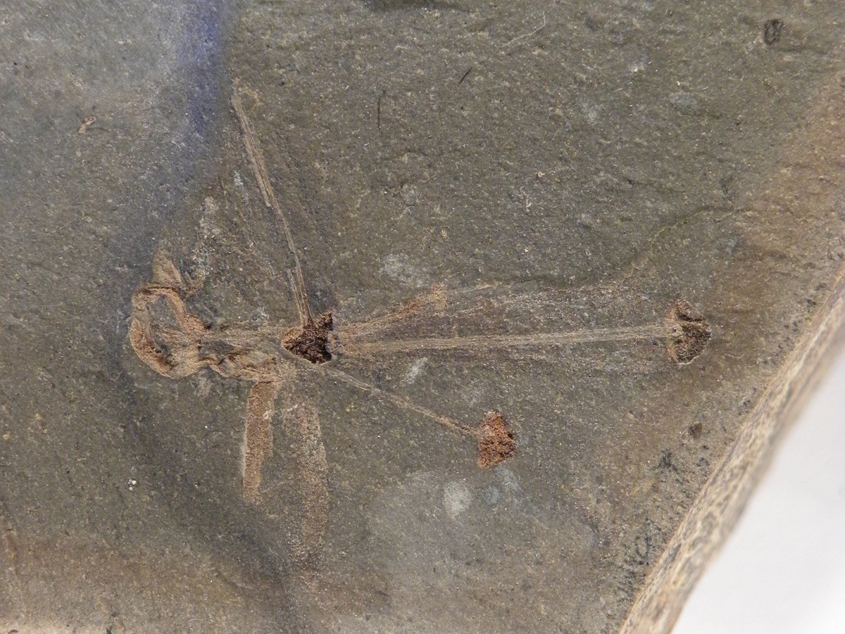 FossilBonanza's tweet photo. A fossilized flower from the Eocene Fur Formation in Denmark.
#FurWeek #Paleontology https://t.co/Bq4caah3XC