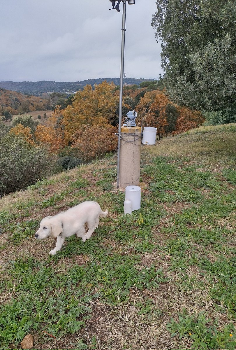 AlfredRPico's tweet photo. Avui, Luke m'ha acompanyat a mirar el pluviòmetre de l'observatori de Maçanet. Aquesta setmana hem recollit 56L. Després de molt temps la riereta baixa amb un filet d'aigua. 😊
#meteo #goldenretriever #weatherdog #meteogos #cadell #Puppies https://t.co/AjGgE6eepT