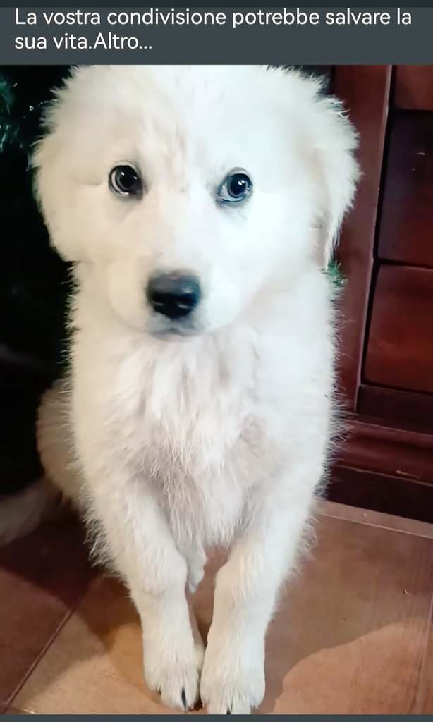 MonicaOrsini8's tweet photo. Bianco, 2 mesi simil #Maremmano cerca #famiglia che lo #adotti col cuore. È splendido e si trova a #Roma #Lazio #SosCuccioli #adottami #AdoptDontShop #adottanoncomprare #adottauncanedalcanile #adottauncucciolo #canicercacasa #adozionecani #adozionedelcuore #adottami Info e ☎️👇🏻 https://t.co/JTKv21aWst