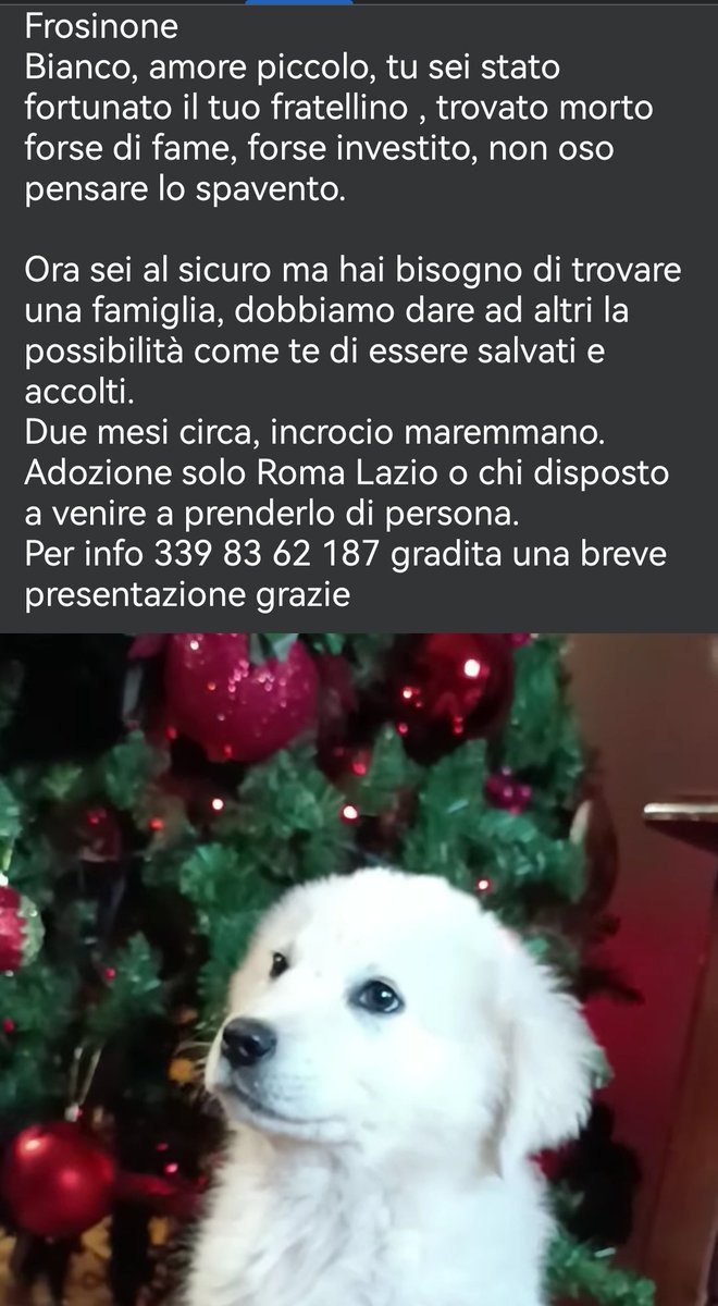 MonicaOrsini8's tweet photo. Bianco, 2 mesi simil #Maremmano cerca #famiglia che lo #adotti col cuore. È splendido e si trova a #Roma #Lazio #SosCuccioli #adottami #AdoptDontShop #adottanoncomprare #adottauncanedalcanile #adottauncucciolo #canicercacasa #adozionecani #adozionedelcuore #adottami Info e ☎️👇🏻 https://t.co/JTKv21aWst