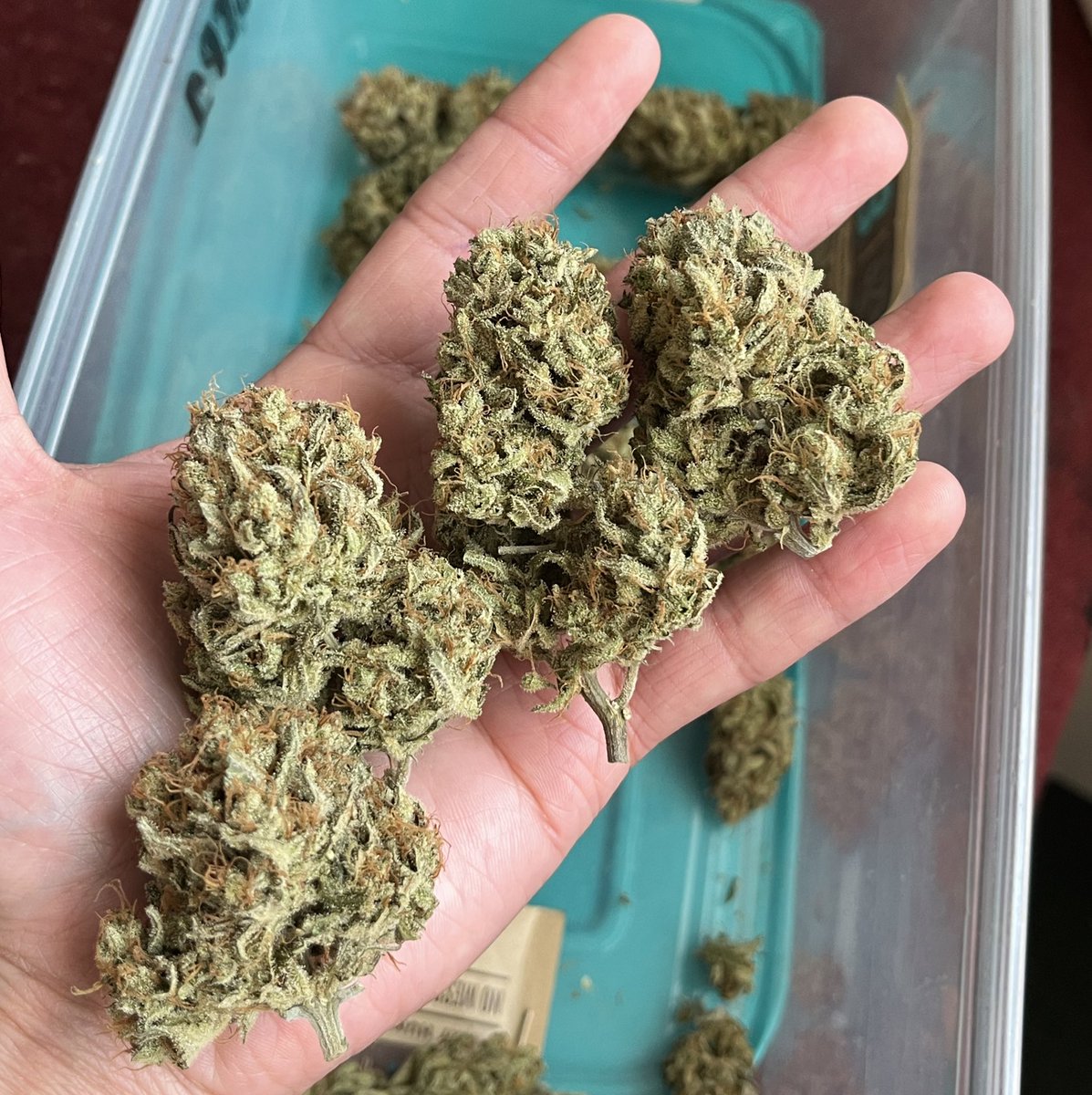 House of Weed tweet media