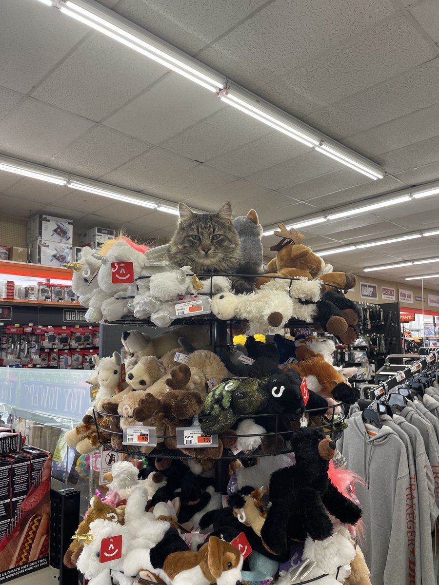 mikeylouer's tweet photo. Wow these stuffed animals are super realistic. #vermont #localhardwarestore https://t.co/7FqRPBSjwn