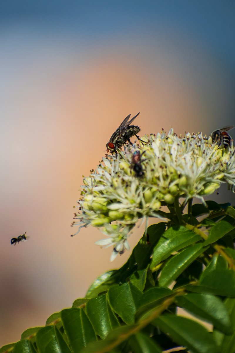 BugWeedMarts's tweet image. Getting rid of fly larvae is the best way to eliminate #flies. We sell fly baits, traps, natural sprays and aerosols to help your home become fly free. Stop by any of our five shops to speak to an expert: bit.ly/3GRWTnF.
